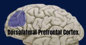 Read more about the article Dorsolateral Prefrontal Cortex
