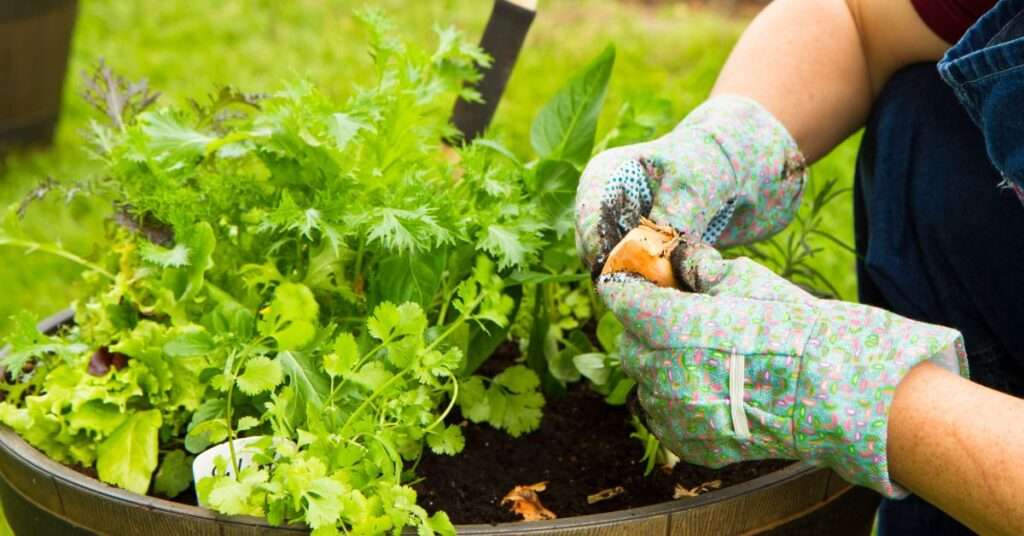 Companion Planting Maximizing Garden Yield and Health