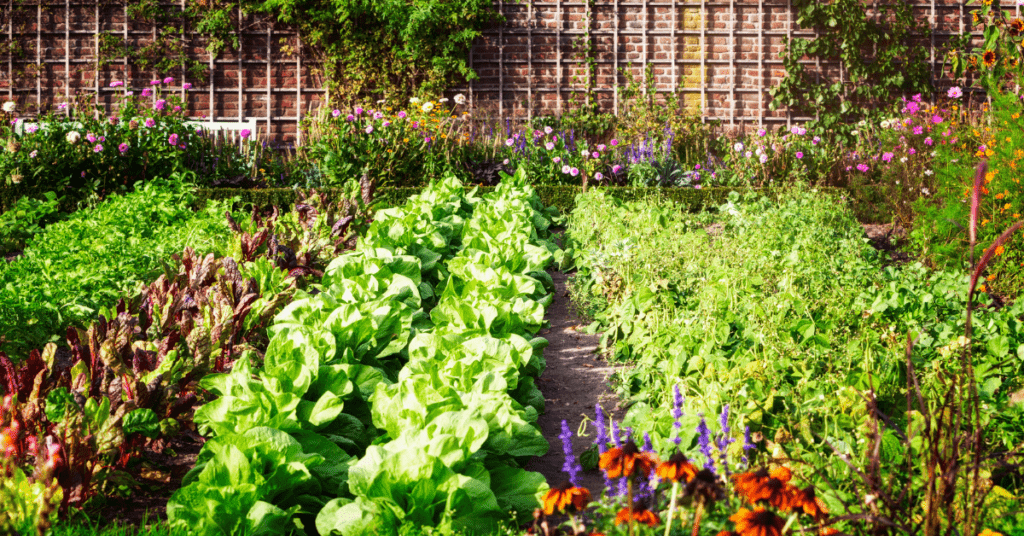 Companion Planting Maximizing Garden Yield and Health